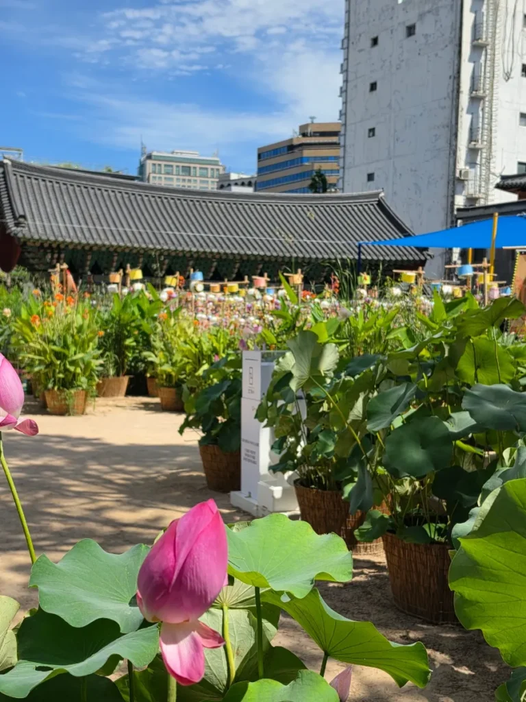 Pink lotus flower blooming in the courtyard of Jogyesa Temple in summer