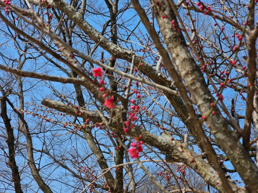 Red plum blossoms in spring at Gilsangsa Temple