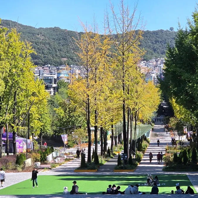 Autumn view with ginkgo trees at Seoul Children's Grand Park