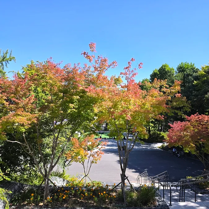 Early fall foliage turning red at Seoul Children's Grand Park